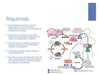 Triquinosis
 El contagio se produce por la
ingestión de carne porcina,
infectada de larvas enquistadas en
células musculares
 Estas larvas cambian a estado
adulto en el intestino delgado de
quien ha realizado la ingesta.
 Dichas larvas se distribuyen por la
sangre a los músculos estriados
donde se enquistan
 Las larvas pueden resistir toda la
vida del animal.
 En total, se han identificado más de
100 hospedadores entre los que se
encuentran el oso, el zorro, la rata,
el caballo y el hombre
 
