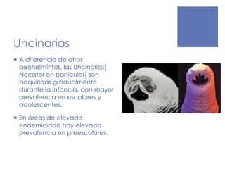 Uncinarias
 A diferencia de otros
geohelmintos, las Uncinarias(
Necator en particular) son
adquiridas gradualmente
durante la infancia, con mayor
prevalencia en escolares y
adolescentes.
 En áreas de elevada
endemicidad hay elevada
prevalencia en preescolares.
 