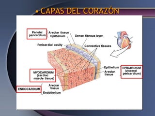 • CAPAS DEL CORAZÓN
 