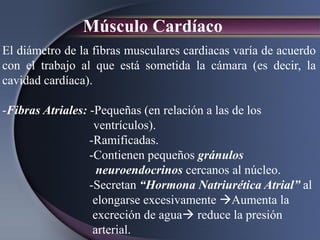 Músculo Cardíaco
El diámetro de la fibras musculares cardiacas varía de acuerdo
con el trabajo al que está sometida la cámara (es decir, la
cavidad cardíaca).
-Fibras Atriales: -Pequeñas (en relación a las de los
ventrículos).
-Ramificadas.
-Contienen pequeños gránulos
neuroendocrinos cercanos al núcleo.
-Secretan “Hormona Natriurética Atrial” al
elongarse excesivamente Aumenta la
excreción de agua reduce la presión
arterial.
 