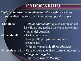 ENDOCARDIO
Tapiza el interior de las cámaras del corazón y varía en
grosor en distintas zonas, está compuesto por dos capas:
-Endotelio: - Células endoteliales que se continúan con
las células que tapizan los vasos que entran
y salen del corazón.
-Subendotelio: - Es la más gruesa
- Compuesta por fibras colágenas
organizadas
- Número variable de fibras elásticas.
-Subendocardio: - Capa en contacto directo con el miocardio.
- Colágeno irregular.
- Contiene fibras de Purkinje.
 