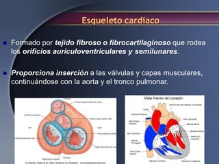 Esqueleto cardíaco
 Formado por tejido fibroso o fibrocartilaginoso que rodea
los orificios auriculoventriculares y semilunares.
 Proporciona inserción a las válvulas y capas musculares,
continuándose con la aorta y el tronco pulmonar.
 