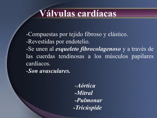 Válvulas cardíacas
-Compuestas por tejido fibroso y elástico.
-Revestidas por endotelio.
-Se unen al esqueleto fibrocolagenoso y a través de
las cuerdas tendinosas a los músculos papilares
cardíacos.
-Son avasculares.
-Aórtica
-Mitral
-Pulmonar
-Tricúspide
 