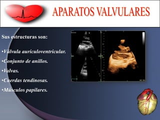 Sus estructuras son:
•Válvula aurículoventricular.
•Conjunto de anillos.
•Valvas.
•Cuerdas tendinosas.
•Músculos papilares.
 