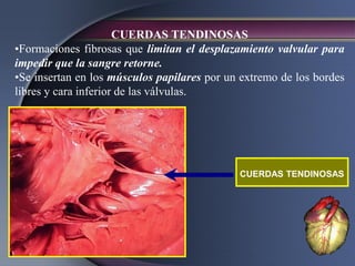 CUERDAS TENDINOSAS
•Formaciones fibrosas que limitan el desplazamiento valvular para
impedir que la sangre retorne.
•Se insertan en los músculos papilares por un extremo de los bordes
libres y cara inferior de las válvulas.
CUERDAS TENDINOSAS
 