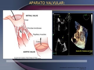 Downloaded from: StudentConsult (on 31 March 2013 04:47 PM)
© 2005 Elsevier
APARATO VALVULAR:
 