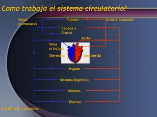 Pulmón
Cabeza y
Brazos
Hígado
Sistema Digestivo
Riñones
Piernas
Arteria pulmonar
Aorta
Venas
pulmonares
Vena
principal
izquierda
Derecha
Como trabaja el sistema circulatorio?
Sistema Circulatorio
 