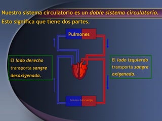 Pulmones
Células del cuerpo
Nuestro sistema circulatorio es un doble sistema circulatorio.
Esto significa que tiene dos partes.
El lado derecho
transporta sangre
desoxigenada.
El lado izquierdo
transporta sangre
oxigenada.
 