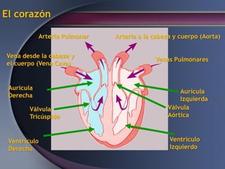 El corazón
Ventrículo
Izquierdo
Aurícula
Izquierda
Aurícula
Derecha
Ventrículo
Derecho
Válvula
Tricúspide
Venas Pulmonares
Arteria a la cabeza y cuerpo (Aorta)
Arteria Pulmonar
Vena desde la cabeza y
el cuerpo (Vena Cava)
Válvula
Aórtica
 