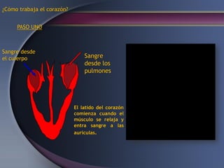¿Cómo trabaja el corazón?
Sangre desde
el cuierpo Sangre
desde los
pulmones
El latido del corazón
comienza cuando el
músculo se relaja y
entra sangre a las
aurículas.
PASO UNO
 