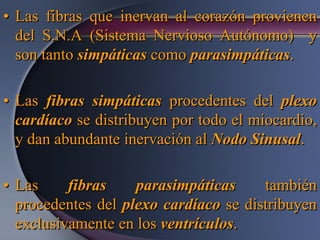• Las fibras que inervan al corazón provienen
del S.N.A (Sistema Nervioso Autónomo) y
son tanto simpáticas como parasimpáticas.
• Las fibras simpáticas procedentes del plexo
cardíaco se distribuyen por todo el miocardio,
y dan abundante inervación al Nodo Sinusal.
• Las fibras parasimpáticas también
procedentes del plexo cardíaco se distribuyen
exclusivamente en los ventrículos.
 