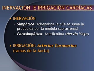 INERVACIÓN E IRRIGACIÓN CARDÍACAS
• INERVACIÓN
– Simpática: Adrenalina (a ella se suma la
producida por la médula suprarrenal)
– Parasimpática: Acetilcolina (Nervio Vago)
• IRRIGACIÓN: Arterias Coronarias
(ramas de la Aorta)
 