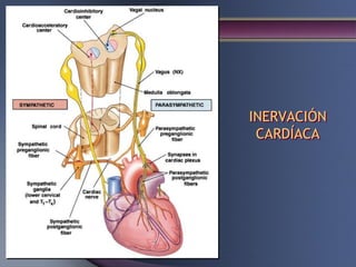 INERVACIÓN
CARDÍACA
 