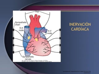 Downloaded from: StudentConsult (on 31 March 2013 04:47 PM)
© 2005 Elsevier
INERVACIÓN
CARDÍACA
 