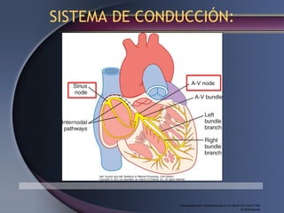 Downloaded from: StudentConsult (on 31 March 2013 04:47 PM)
© 2005 Elsevier
SISTEMA DE CONDUCCIÓN:
 