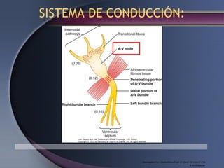 Downloaded from: StudentConsult (on 31 March 2013 04:47 PM)
© 2005 Elsevier
SISTEMA DE CONDUCCIÓN:
 