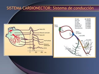 SISTEMA CARDIONECTOR: Sistema de conducción
 