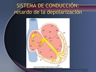 Downloaded from: StudentConsult (on 31 March 2013 04:47 PM)
© 2005 Elsevier
SISTEMA DE CONDUCCIÓN:
retardo de la depolarización
 