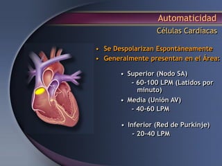 Automaticidad
Células Cardíacas
• Superior (Nodo SA)
- 60-100 LPM (Latidos por
minuto)
• Media (Unión AV)
- 40-60 LPM
• Inferior (Red de Purkinje)
- 20–40 LPM
• Se Despolarizan Espontáneamente
• Generalmente presentan en el Área:
 