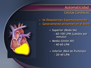 Automaticidad
Células Cardíacas
• Superior (Nodo SA)
- 60-100 LPM (Latidos por
minuto)
• Media (Unión AV)
- 40-60 LPM
• Inferior (Red de Purkinje)
- 20–40 LPM
• Se Despolarizan Espontáneamente
• Generalmente presentan en el Área:
 