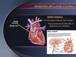 Anatomía del Latido Cardíaco
Nodo
Sinusal
(Nodo SA)
• El marcapaso Natural del Corazón
- Frecuencias de 60-100 LPM en
descanso y en esfuerzo
NODO SINUSAL
 