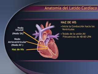 Anatomía del Latido Cardíaco
HAZ DE HIS
Nodo
Sinusal
(Nodo SA)
Nodo
Atrioventricular
(Nodo AV )
Haz de His
•Inicia la Conducción hacia los
Ventrículos
•Tejido de la unión AV:
Frecuencias de 40-60 LPM
 