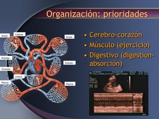 Organización: prioridades
• Cerebro-corazón
• Músculo (ejercicio)
• Digestivo (digestión-
absorción)
Cabeza
brazo
brazo
Pulmón
Pulmón
Corazón
tronco
Pierna
Pierna
 