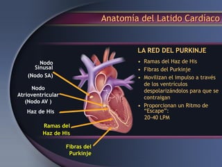 Anatomía del Latido Cardíaco
Ramas del
Haz de His
Fibras del
Purkinje
• Ramas del Haz de His
• Fibras del Purkinje
• Movilizan el impulso a través
de los ventrículos
despolarizándolos para que se
contraigan
• Proporcionan un Ritmo de
“Escape”:
20-40 LPM
LA RED DEL PURKINJE
Nodo
Sinusal
(Nodo SA)
Nodo
Atrioventricular
(Nodo AV )
Haz de His
 