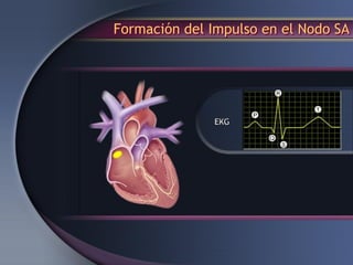 Formación del Impulso en el Nodo SA
 