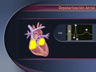 Depolarización Atrial
 