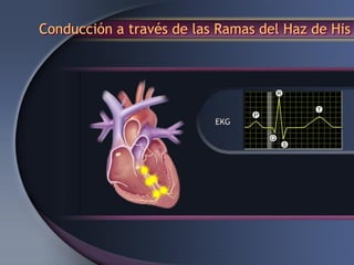 Conducción a través de las Ramas del Haz de His
 