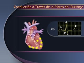 Conducción a Través de la Fibras del Purkinje
 