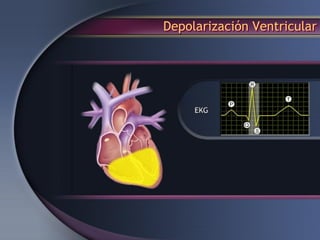 Depolarización Ventricular
 