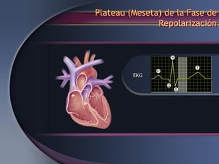 Plateau (Meseta) de la Fase de
Repolarización
 