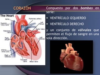 CORAZÓN Compuesto por dos bombas en
serie:
 VENTRÍCULO IZQUIERDO
 VENTRÍCULO DERECHO
y un conjunto de válvulas que
permiten el flujo de sangre en una
sola dirección.
 