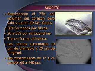 MIOCITO
• Representan el 75% del
volumen del corazón pero
sólo ⅓ parte de las células
• 50% formadas por fibras.
• 20 a 30% por mitocondrias.
• Tienen forma cilíndrica.
• Las células auriculares 10
µm de diámetro y 20 µm de
longitud.
• Las ventriculares de 17 a 25
µm por 60 a 140 µm.
 
