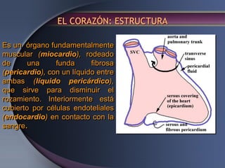 EL CORAZÓN: ESTRUCTURA
Es un órgano fundamentalmente
muscular (miocardio), rodeado
de una funda fibrosa
(pericardio), con un líquido entre
ambas (líquido pericárdico),
que sirve para disminuir el
rozamiento. Interiormente está
cubierto por células endoteliales
(endocardio) en contacto con la
sangre.
 