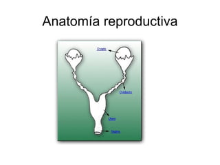Anatomía reproductiva 