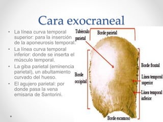 Clase 2 anatomía | PPTX