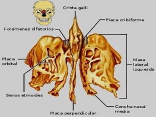 Clase 2 anatomía