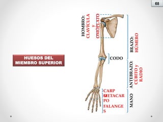 Clase 2 anatomía