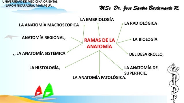 anatomia humana
