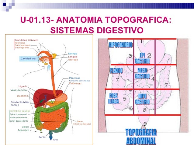 Clase 2 anatomia topografica (2)