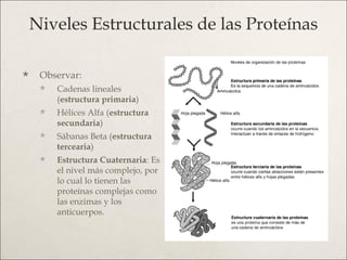 Niveles Estructurales de las Proteínas <ul><li>Observar: </li></ul><ul><ul><li>Cadenas lineales ( estructura primaria ) </...