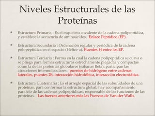Niveles Estructurales de las Proteínas <ul><li>Estructura Primaria : Es el esqueleto covalente de la cadena polipeptídica,...