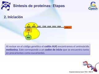 Clase 2 BL Electivo Expresiones de la información genética.ppt