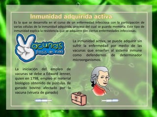 Es la que se desarrolla en el curso de un enfermedad infecciosa con la participación de
varias células de la inmunidad adquirida, proceso del cual se guarda memoria. Este tipo de
inmunidad explica la resistencia que se adquiere con ciertas enfermedades infecciosas.
La iniciación del empleo de
vacunas se debe a Edward Jenner,
quien en 1798, empleo el material
biológico obtenido de pústulas de
ganado bovino afectado por la
vacuna (viruela de ganado)
La inmunidad activa, se puede adquirir sin
sufrir la enfermedad por medio de las
vacunas que enseñan al sistema inmune
como defendernos de determinador
microorganismos.
 