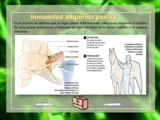 Es el proceso de defensa que se logra contra enfermedades infecciosas mediante el empleo
de anticuerpos protectores producidos en otro individuo de la misma especie o de especie
diferente
 