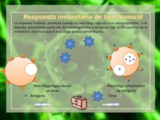 La respuesta humoral, comienza cuando un macrófago fagocita a un microorganismo , y lo
degrada, presentando partículas del microorganismo o antígenos (Ag) en la superficie de la
membrana. Esto hace que el macrófago produzca interleucina.
Antígeno Virus
Macrófago presentador
de antígeno
Macrófago fagocitando
un virus
 