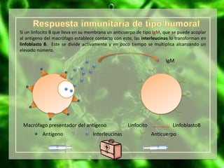 Si un linfocito B que lleva en su membrana un anticuerpo de tipo IgM, que se puede acoplar
al antígeno del macrófago establece contacto con este, las interleucinas lo transforman en
linfoblasto B. Este se divide activamente y en poco tiempo se multiplica alcanzando un
elevado número.
Antígeno Interleucinas
Macrófago presentador del antígeno Linfocito LinfoblastoB
IgM
Anticuerpo
 